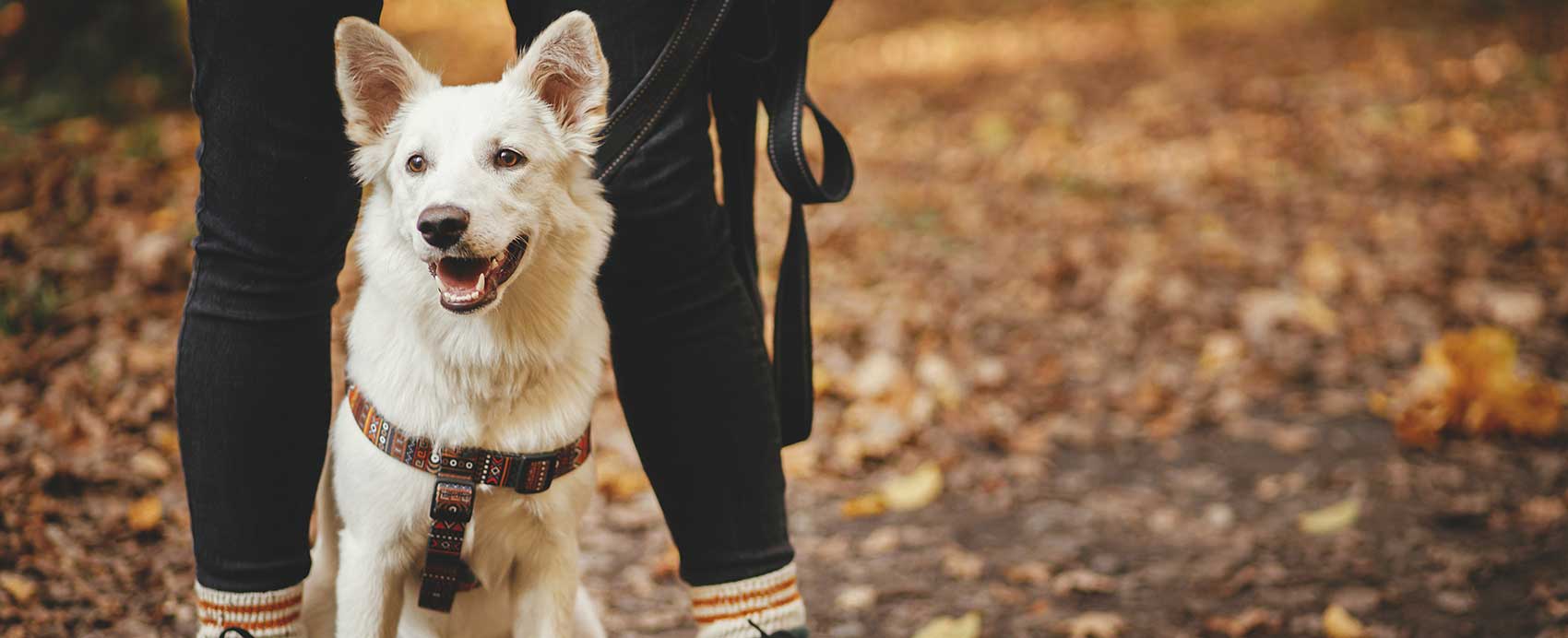dog on leash in the fall