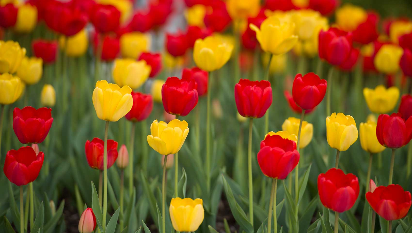 Spring tulips in red and yellow