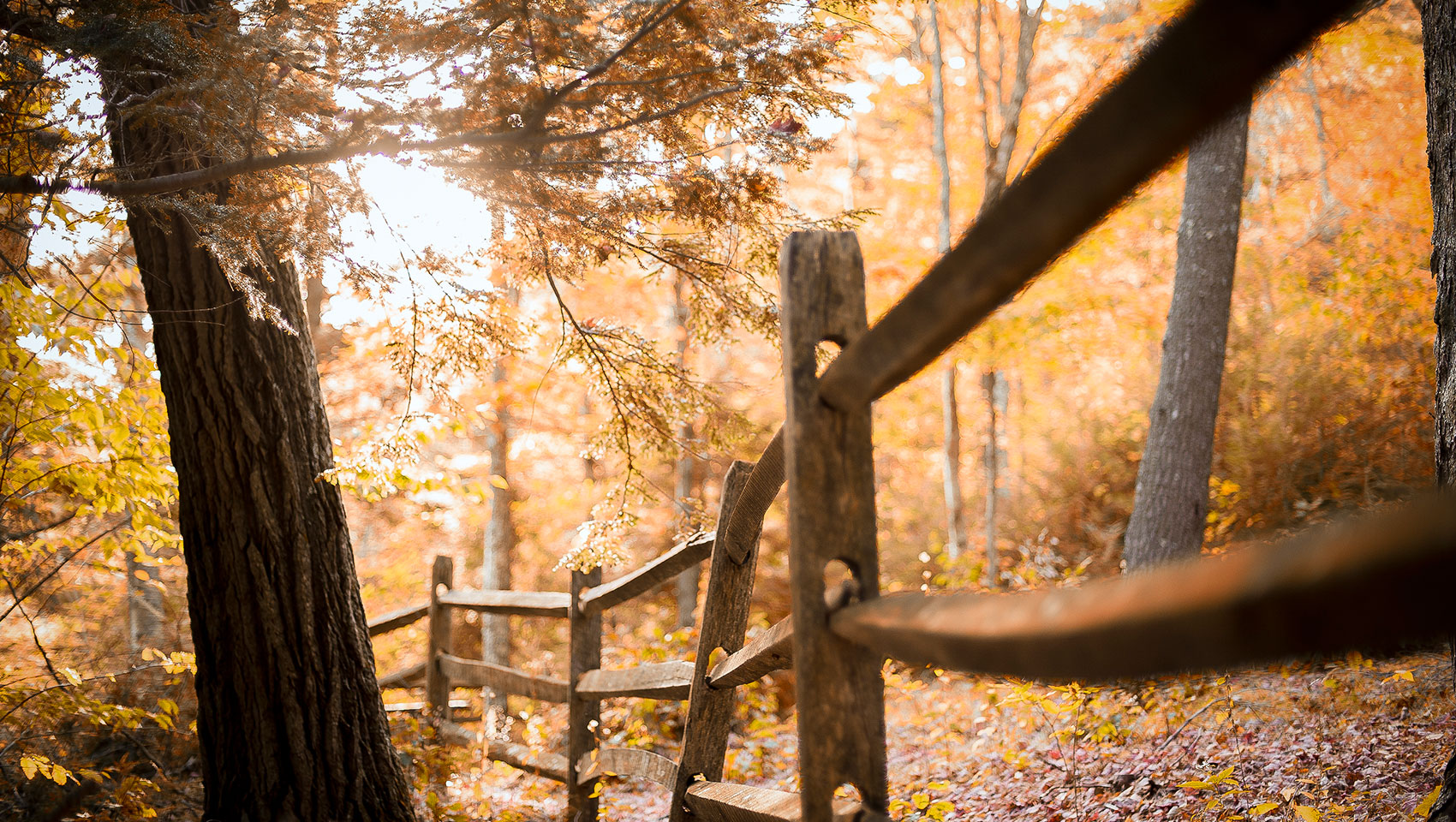 wood fence in forest with fall foliage